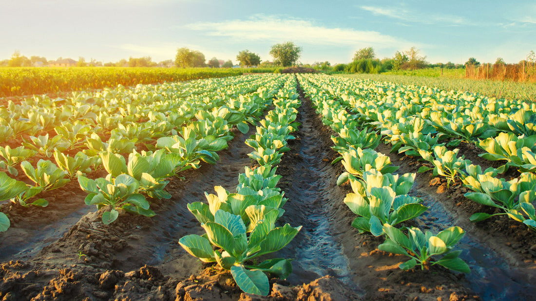 The Power of Fruits and Vegetables: Unlocking Abundant Energy for a Vibrant Life