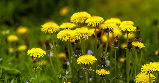 The Health Benefits of Dandelions in Your Diet