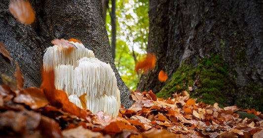 Lion’s Mane & Reishi Mushrooms Health Benefits Explained