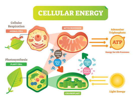 Veggies and Mitochondrial Energy Production: A Deep Dive into Cellular Power