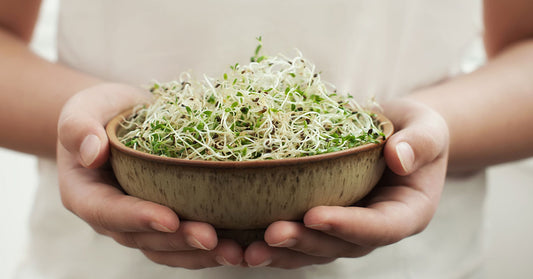 Alfalfa, Oat Grass & Broccoli: How They Supercharge Your Wellness