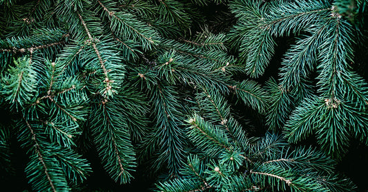 Unveiling the Nutritional Power of Evergreen Needles